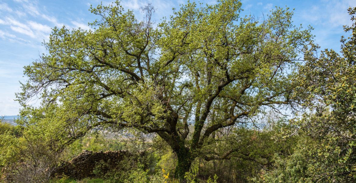 El rebollo de la Casa de la Vega